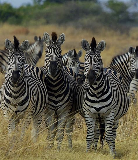 zebras have striped figgerits|Scientists discover why zebras have stripes .